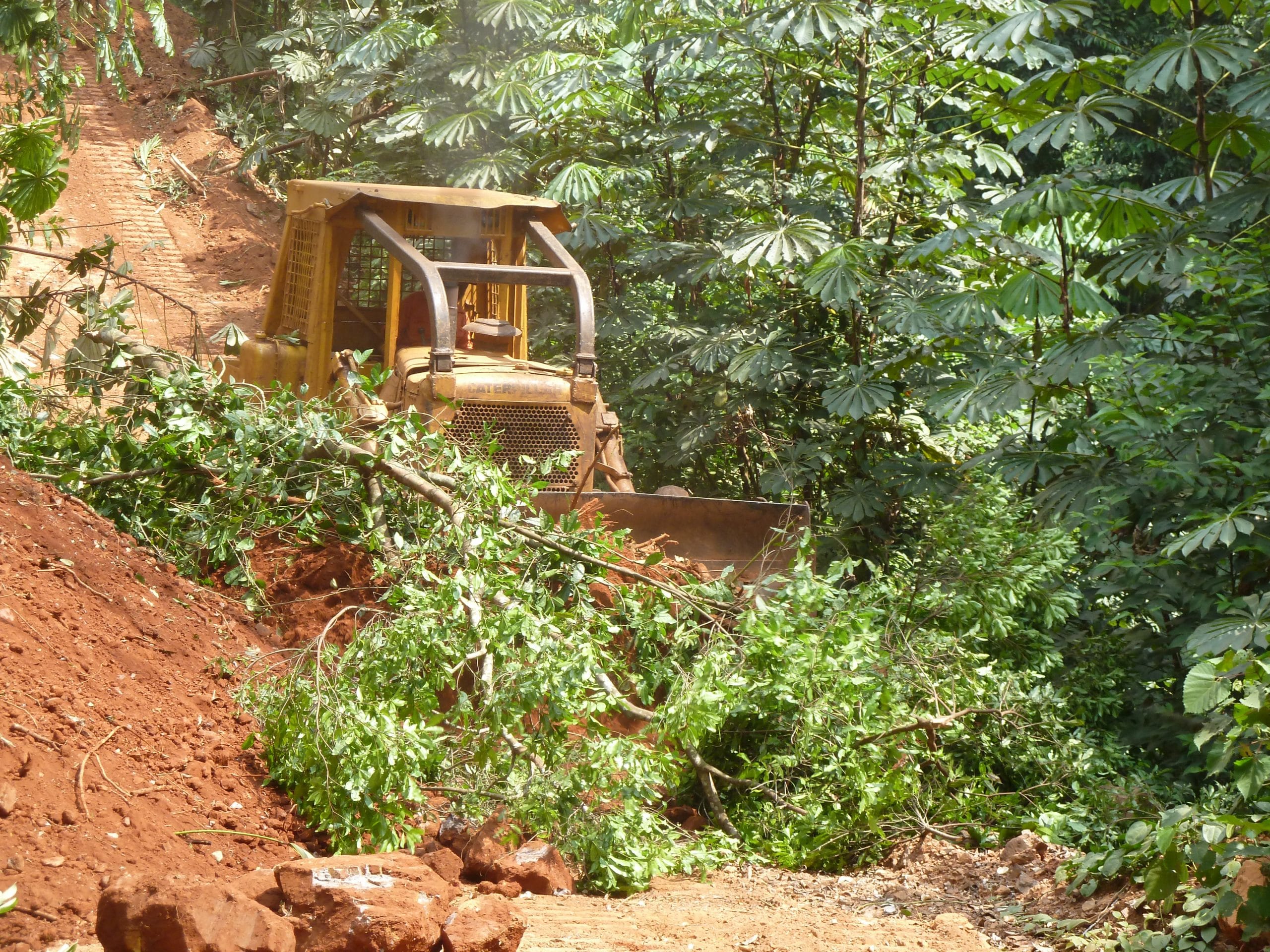 Bulldozer clears rainforest