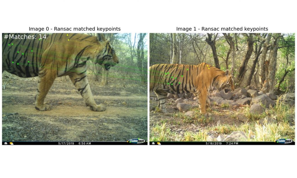 AI tiger identification