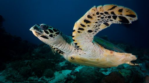 Hawksbill Sea Turtle (Eretmochelys imbricata)